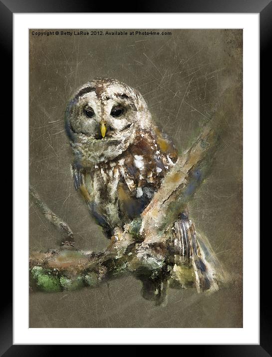 Sleepy Barred Owl Framed Mounted Print by Betty LaRue