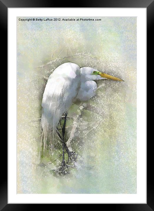 Great Egret Resting Framed Mounted Print by Betty LaRue