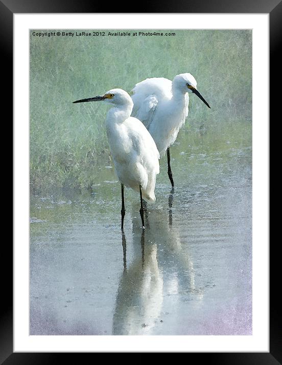 Great Egrets Wading Framed Mounted Print by Betty LaRue