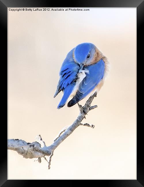 Blue Grace Framed Print by Betty LaRue