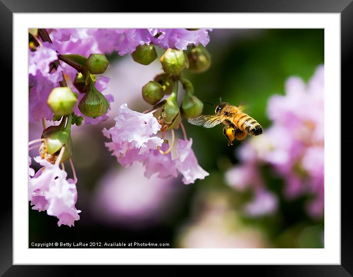 Honey Bee Gathering Framed Mounted Print by Betty LaRue