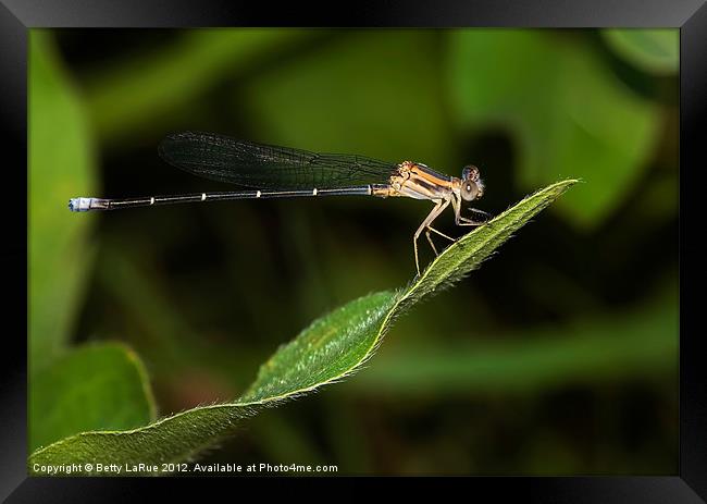 Take My Picture, Please Framed Print by Betty LaRue