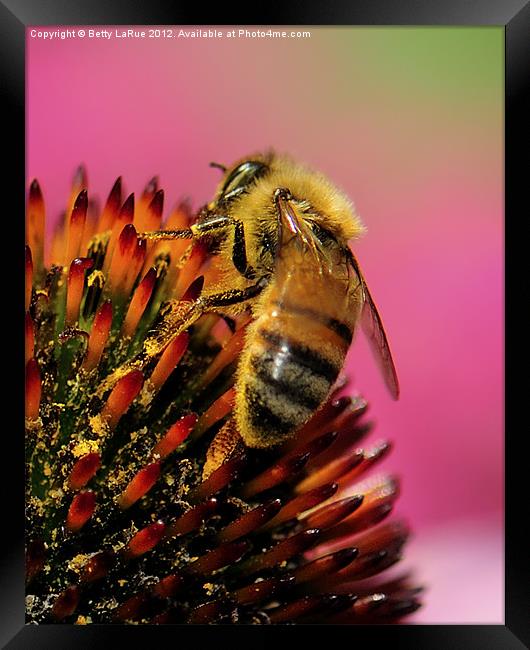 Honeybee Heaven Framed Print by Betty LaRue