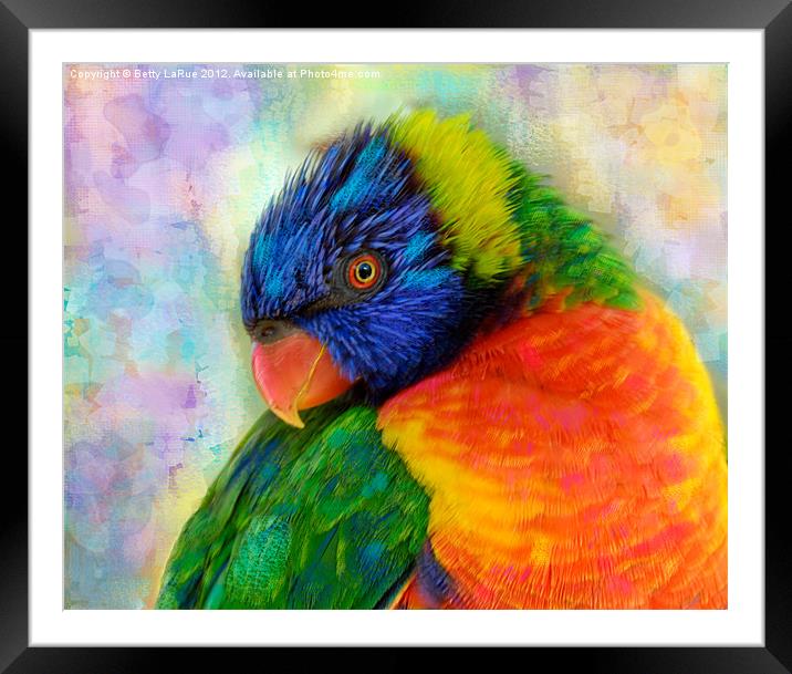 Colorful Rainbow Lorikeet Framed Mounted Print by Betty LaRue