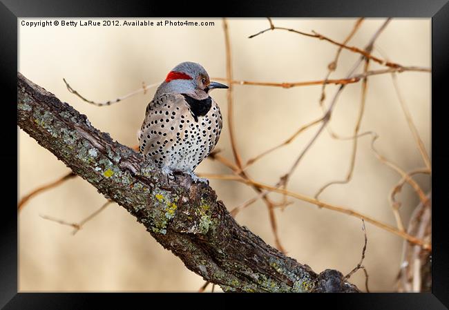 Northern Flicker Framed Print by Betty LaRue