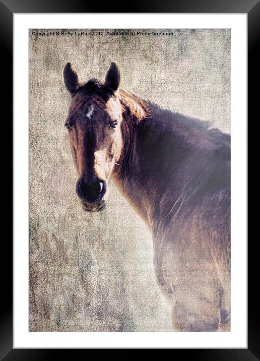 Morning Light Framed Mounted Print by Betty LaRue