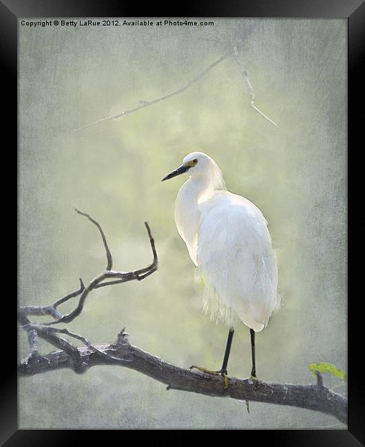Snowy Egret Framed Print by Betty LaRue