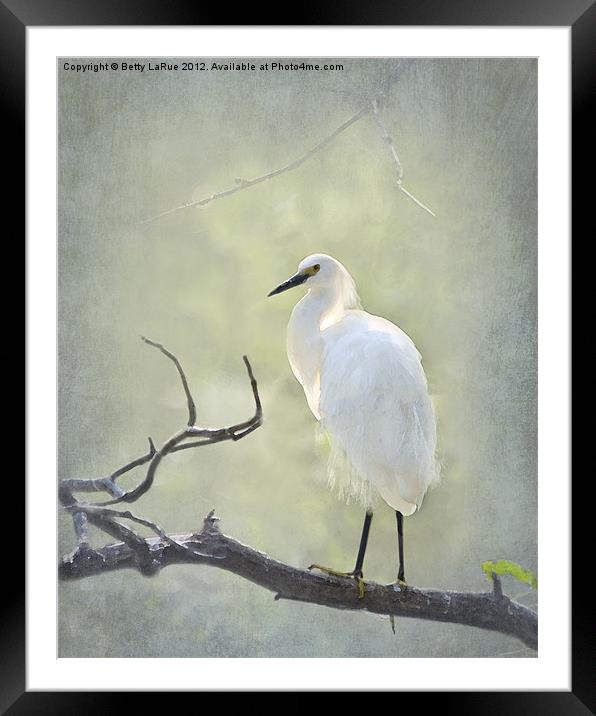 Snowy Egret Framed Mounted Print by Betty LaRue