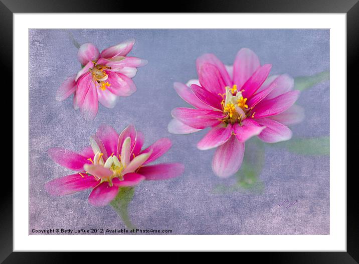 Pretty in Pink Framed Mounted Print by Betty LaRue