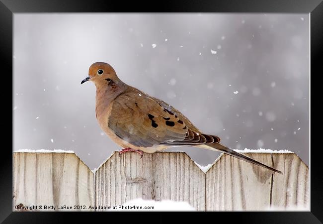 Winter Dove Framed Print by Betty LaRue