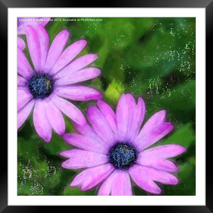 Blue-eyed Daisies Framed Mounted Print by Betty LaRue