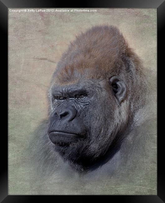Western Lowland Gorilla Framed Print by Betty LaRue