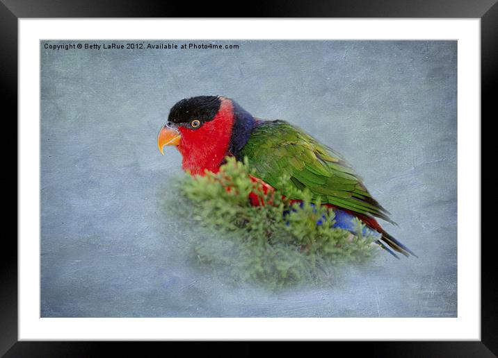 Black-capped Lory Framed Mounted Print by Betty LaRue