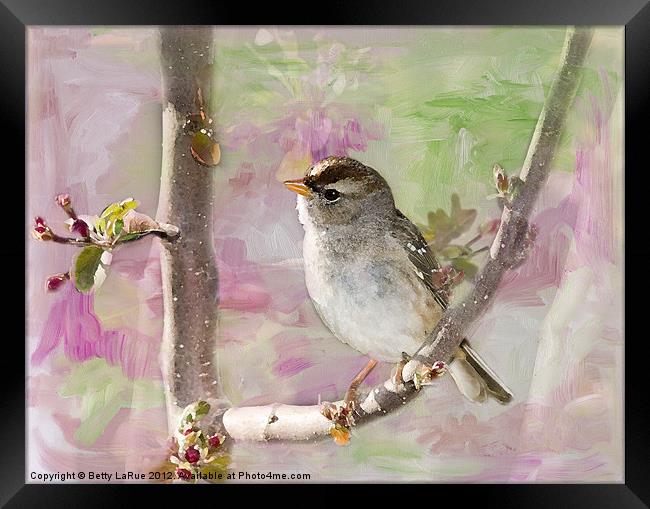 House Sparrow in Spring Framed Print by Betty LaRue