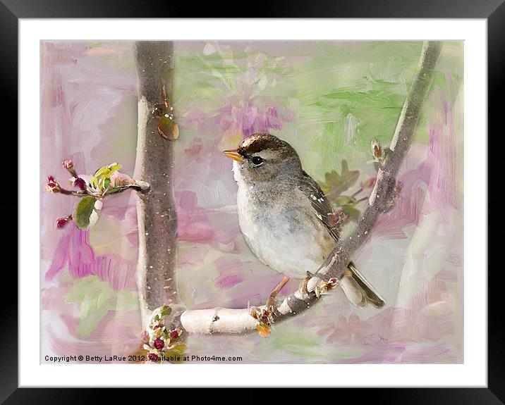 House Sparrow in Spring Framed Mounted Print by Betty LaRue
