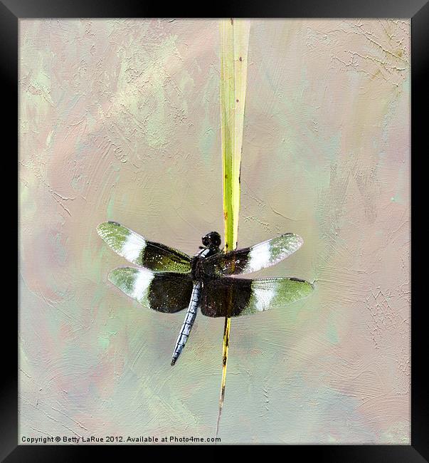 Dragonfly Framed Print by Betty LaRue