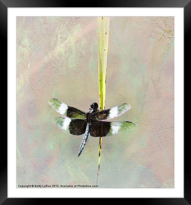 Dragonfly Framed Mounted Print by Betty LaRue