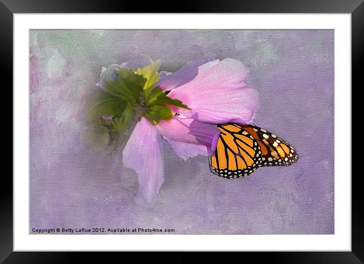 Sunlit Monarch Butterfly Framed Mounted Print by Betty LaRue