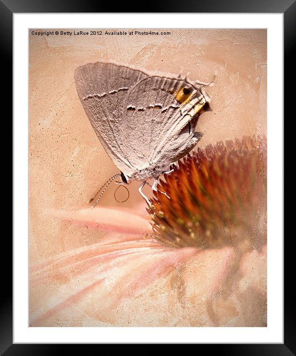 Gray Hairstreak Butterfly Framed Mounted Print by Betty LaRue