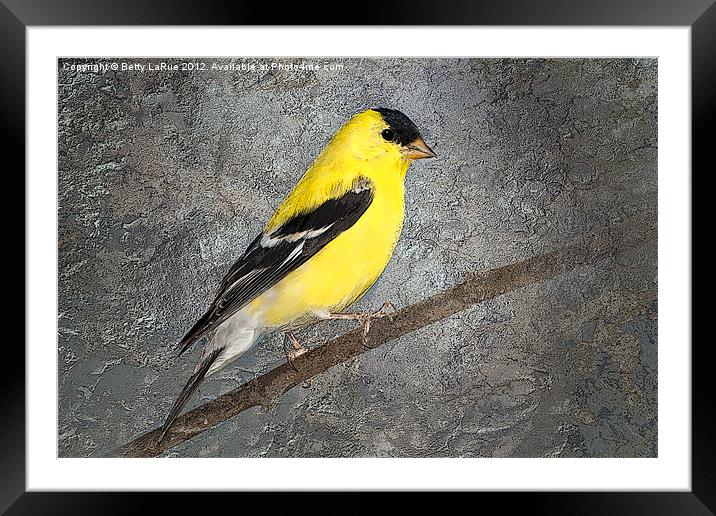 American Goldfinch Framed Mounted Print by Betty LaRue