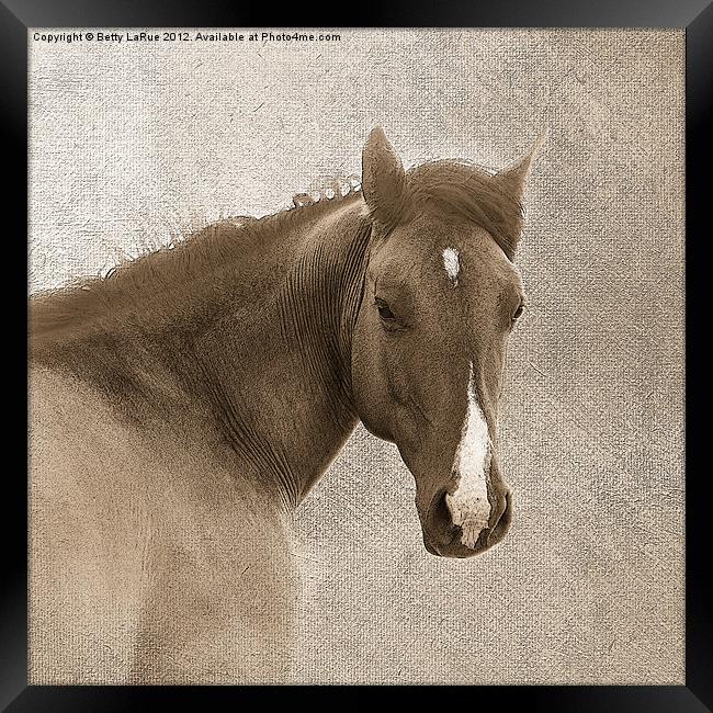 Sepia  Quarter Horse Framed Print by Betty LaRue