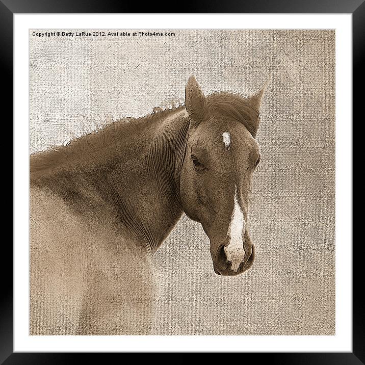 Sepia  Quarter Horse Framed Mounted Print by Betty LaRue