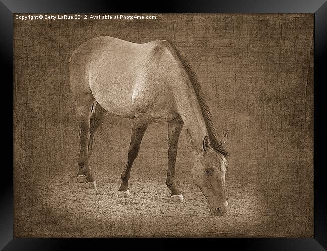 Quarter Horse Grazing in Sepia Framed Print by Betty LaRue