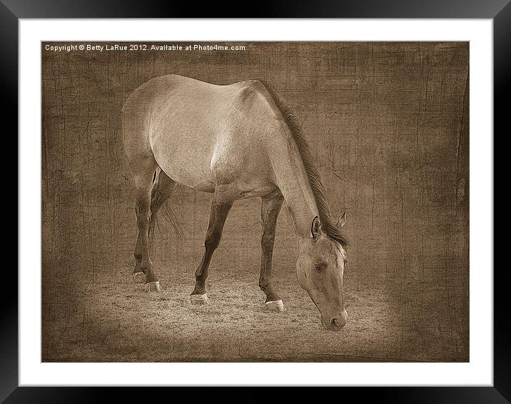 Quarter Horse Grazing in Sepia Framed Mounted Print by Betty LaRue