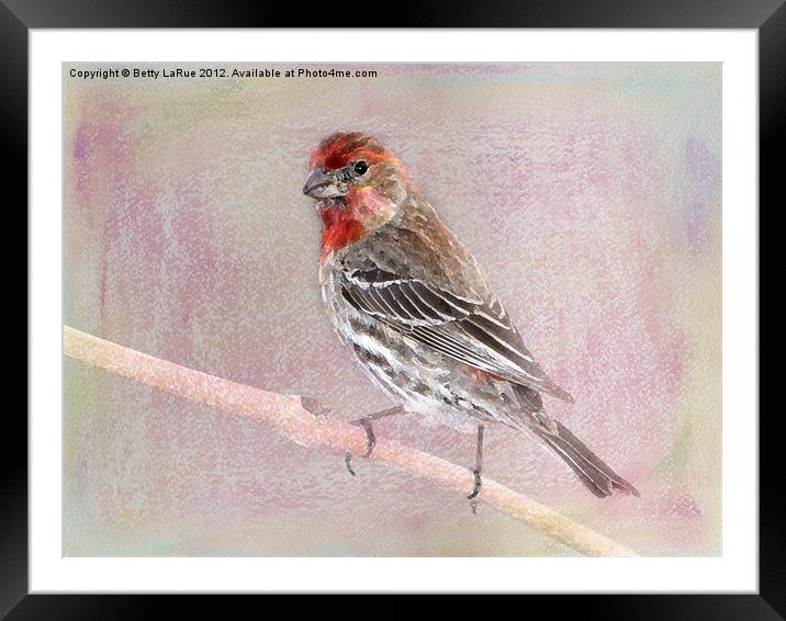 Male House Finch Framed Mounted Print by Betty LaRue