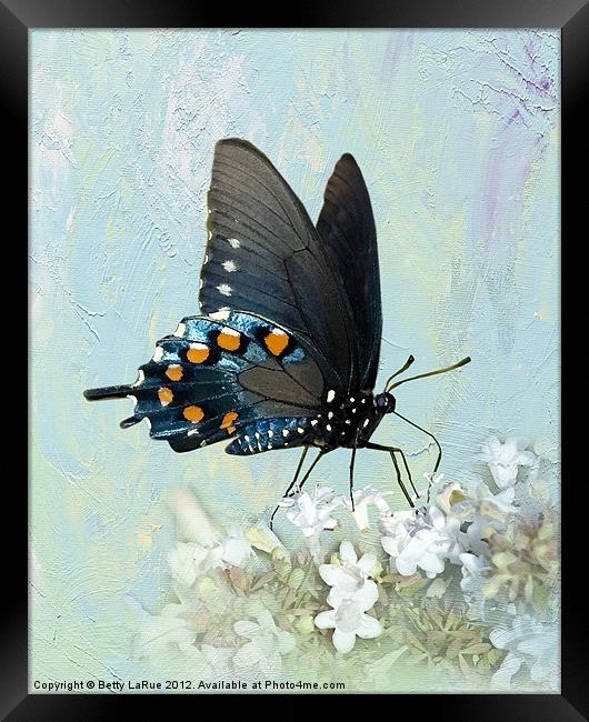 Pipevine Swallowtail Butterfly in Summer Framed Print by Betty LaRue