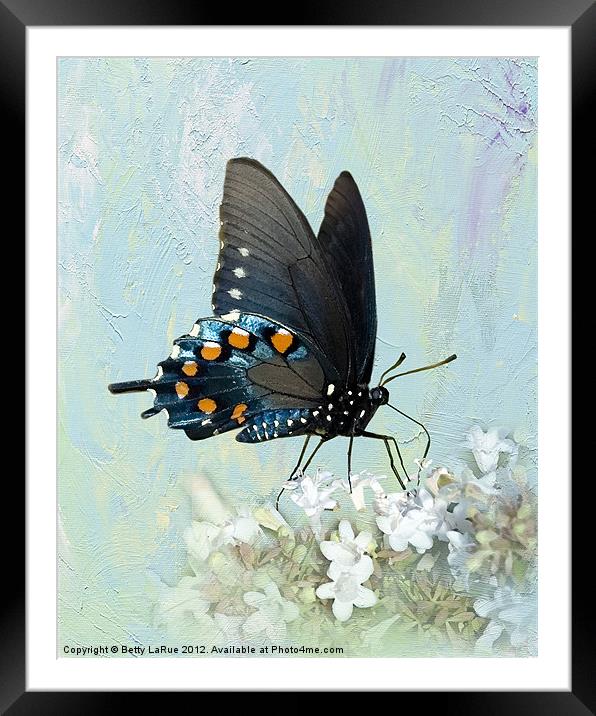 Pipevine Swallowtail Butterfly in Summer Framed Mounted Print by Betty LaRue