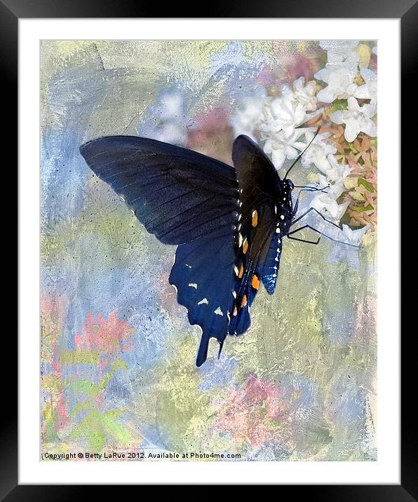Pipevine Swallowtail Butterfly in Spring Framed Mounted Print by Betty LaRue