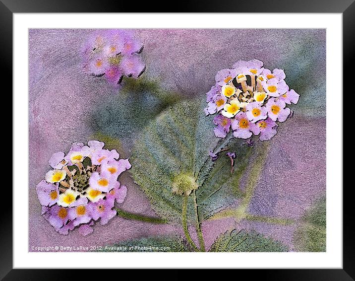 Floral Lantana Framed Mounted Print by Betty LaRue