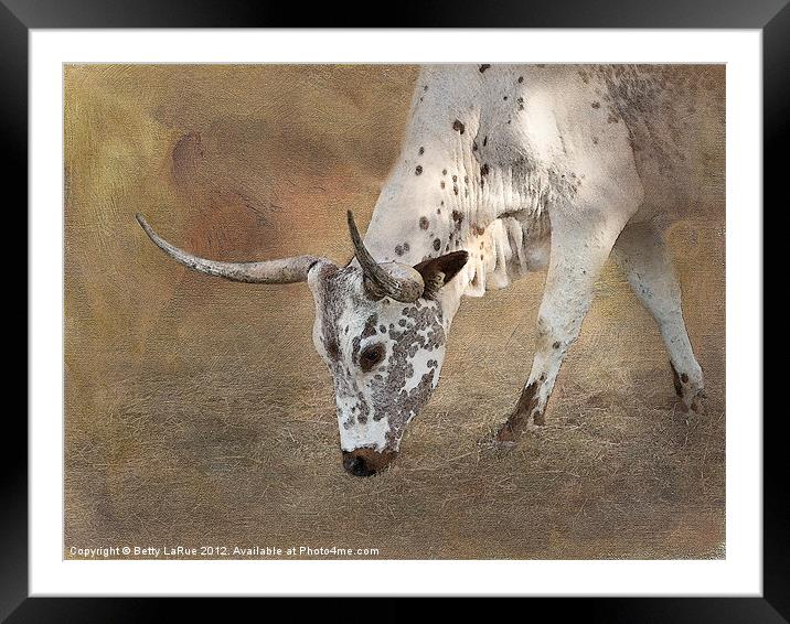 Texas Longhorn Cow Framed Mounted Print by Betty LaRue