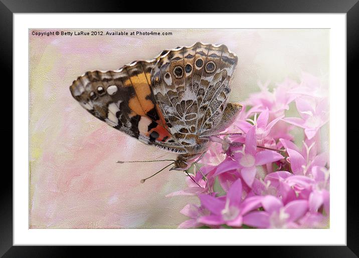 Painted Lady Butterfly on Penta Framed Mounted Print by Betty LaRue