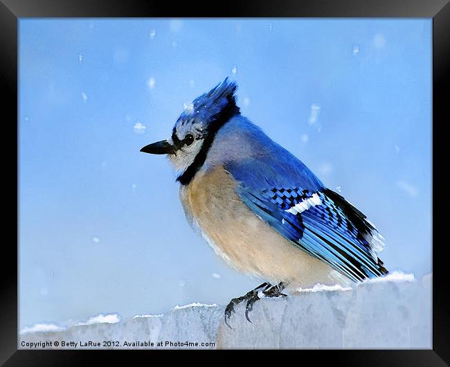 Watching the Snow Framed Print by Betty LaRue