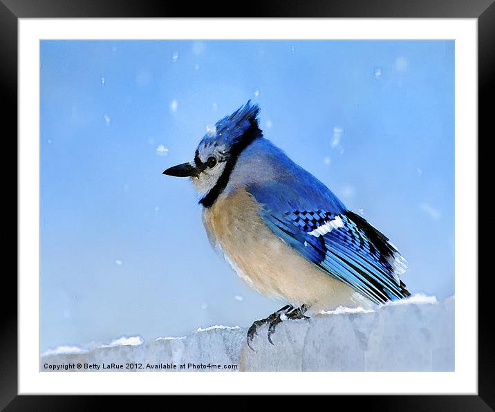 Watching the Snow Framed Mounted Print by Betty LaRue