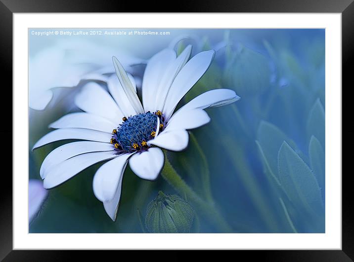 Blue-eyed African Daisy Framed Mounted Print by Betty LaRue