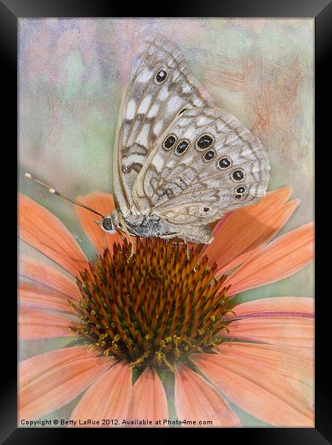 Hackberry Emperor Butterfly Framed Print by Betty LaRue