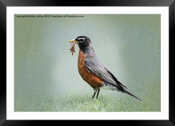 American Robin with Worms Framed Mounted Print by Betty LaRue