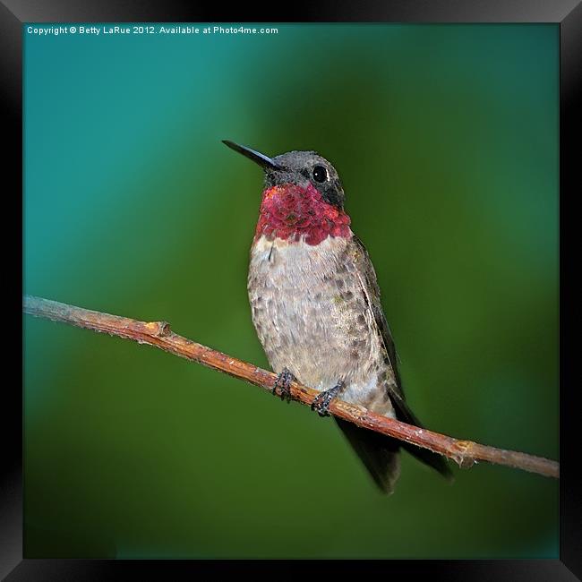 Ruby-throated Hummingbird Framed Print by Betty LaRue