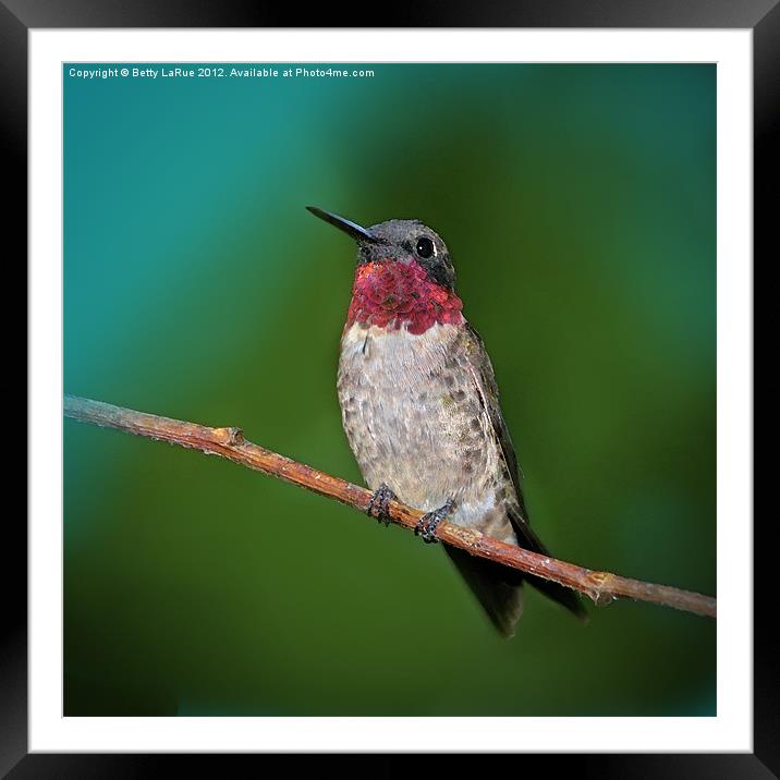Ruby-throated Hummingbird Framed Mounted Print by Betty LaRue