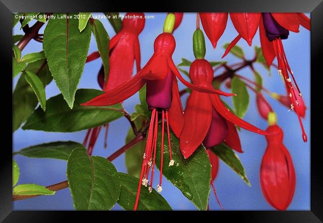 Beauty of Fuchsia Framed Print by Betty LaRue