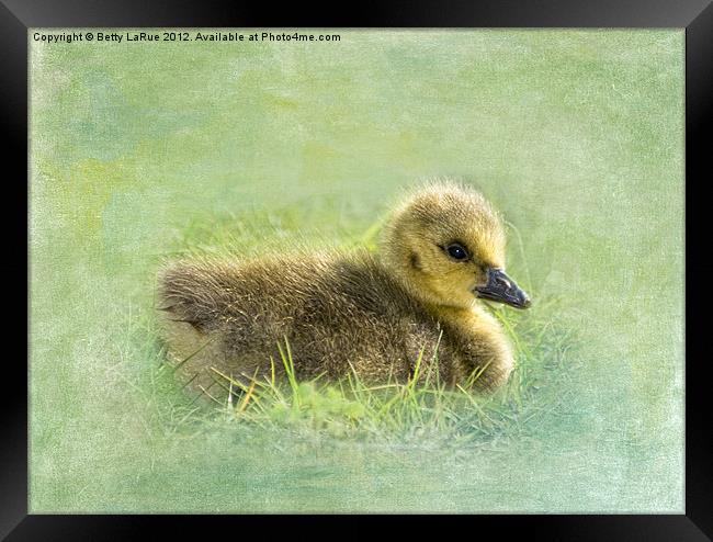 Canada Gosling Portrait Framed Print by Betty LaRue