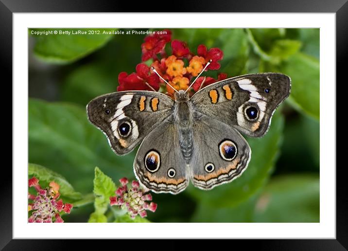 Common Buckeye Butterfly Framed Mounted Print by Betty LaRue