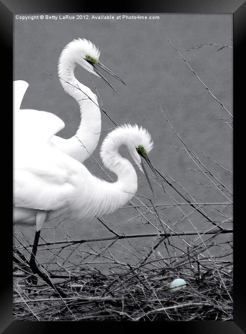 Great Egrets With Egg Framed Print by Betty LaRue