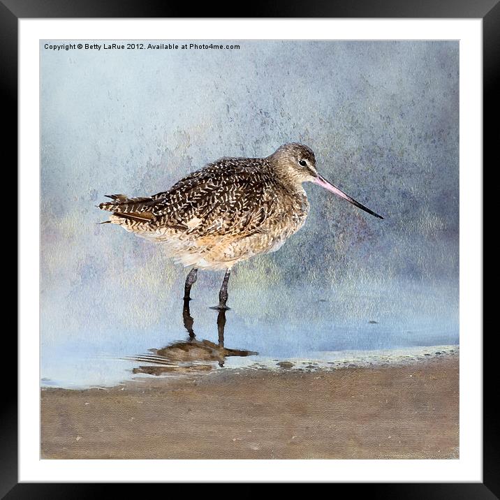 Marbled Godwit Framed Mounted Print by Betty LaRue