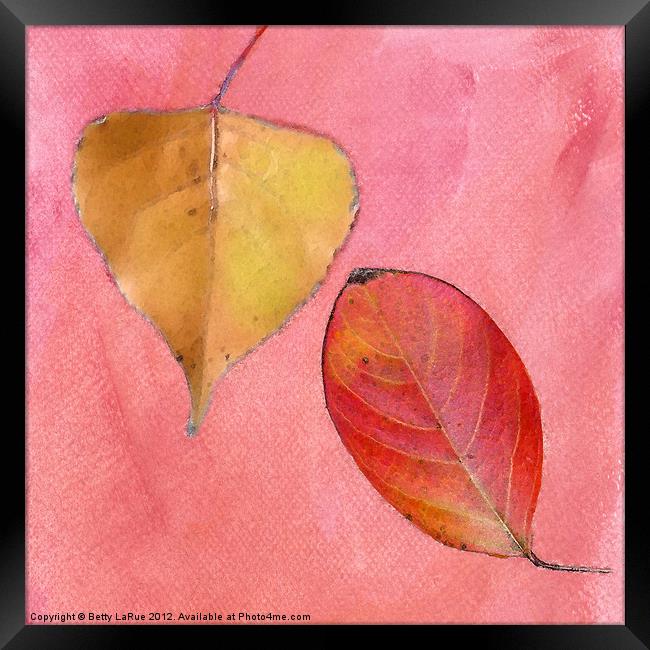 Leaf Study in Pink Framed Print by Betty LaRue