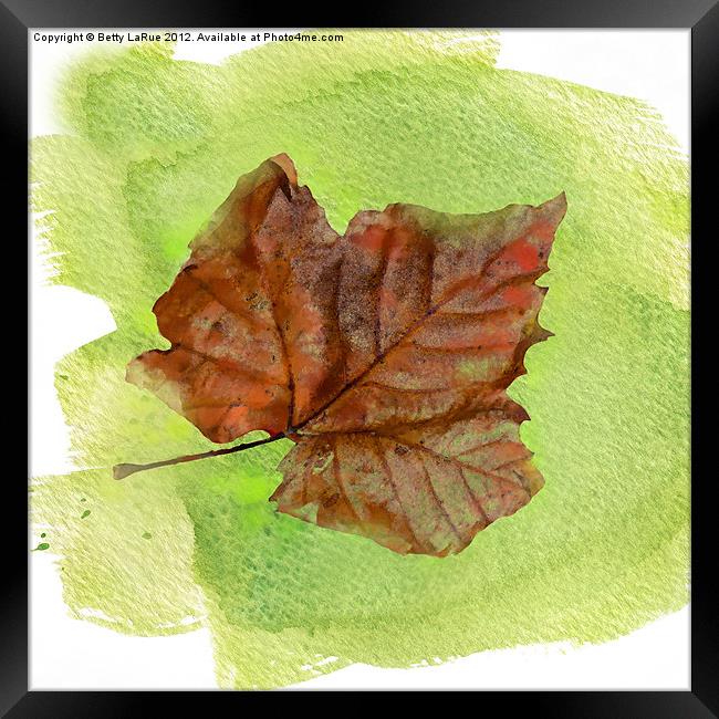 Autumn Leaf Watercolor Framed Print by Betty LaRue