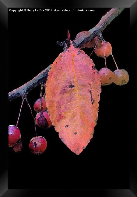 Crabapples Framed Print by Betty LaRue